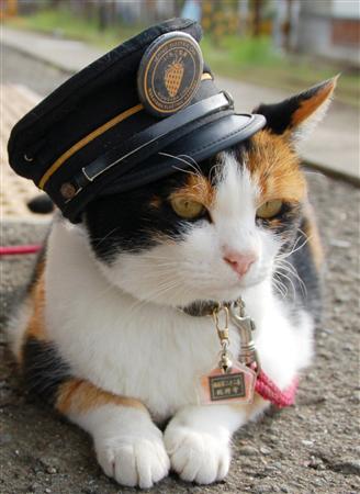 ガルちゃん猫カフェ5号店オープンしました