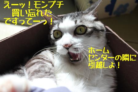 ガルちゃん猫カフェ5号店オープンしました