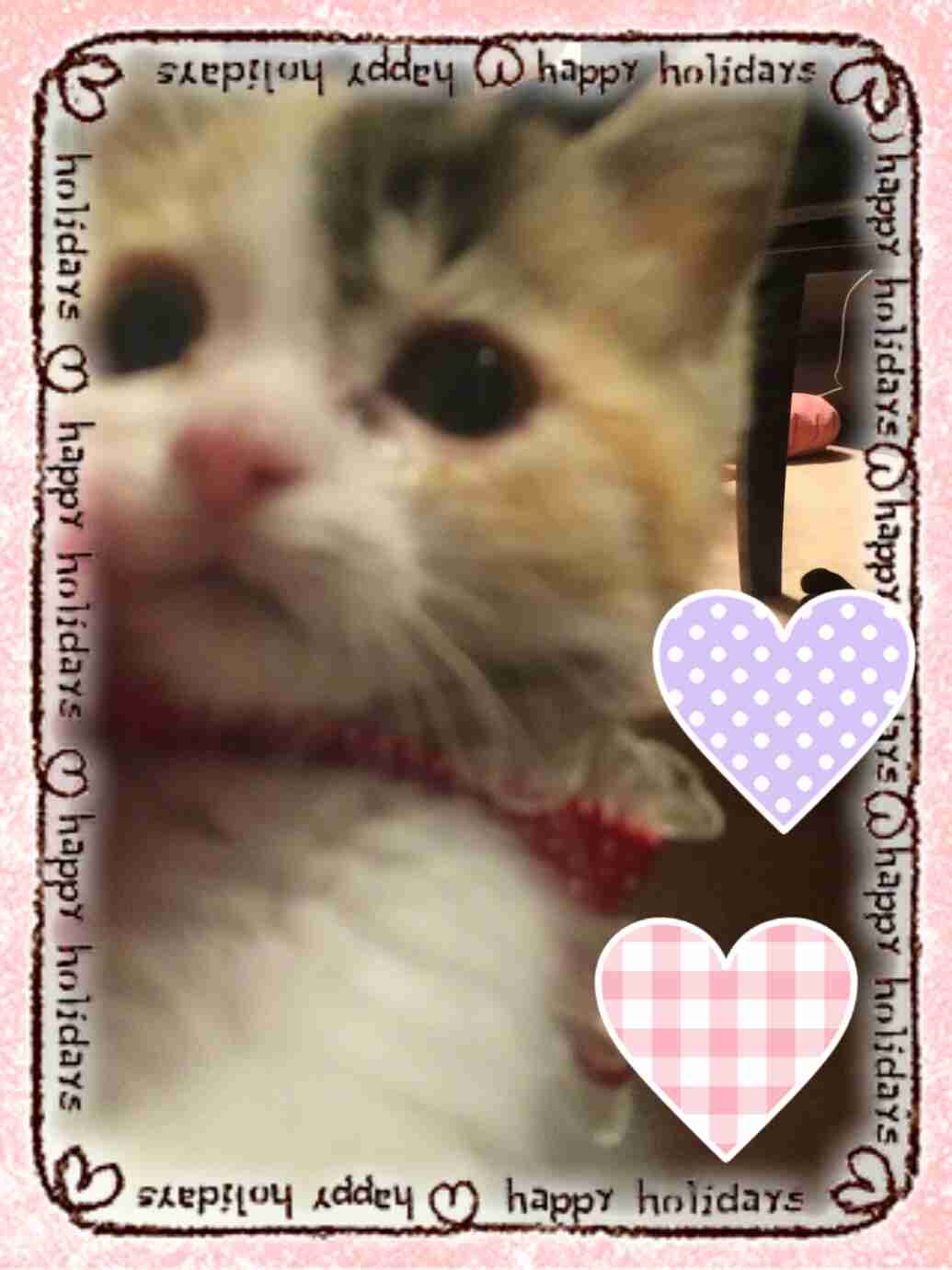ガルちゃん猫カフェ5号店オープンしました