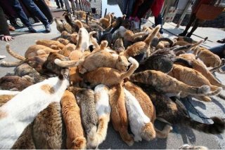 ガルちゃん猫カフェ5号店オープンしました