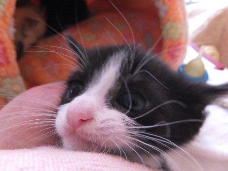 ガルちゃん猫カフェ5号店オープンしました