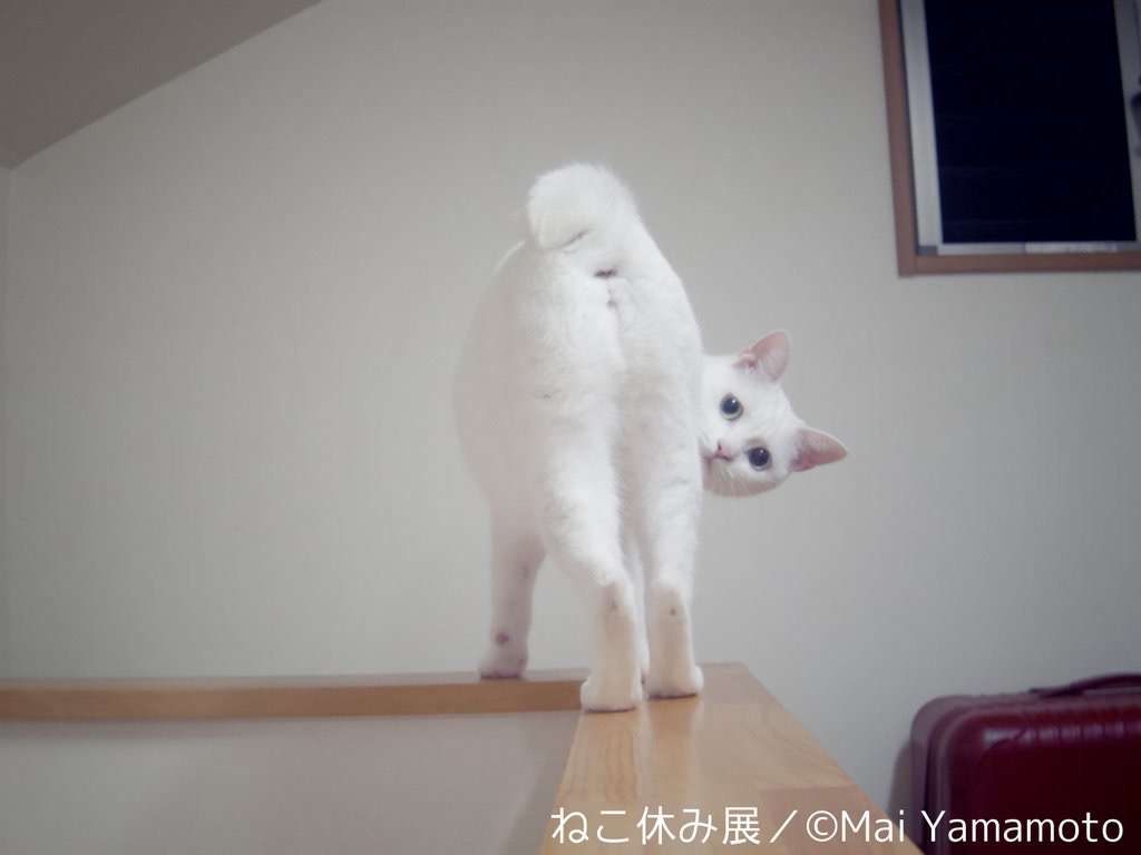 ガルちゃん猫カフェ5号店オープンしました