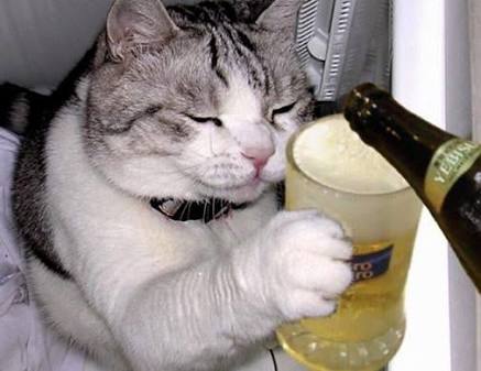 ガルちゃん猫カフェ5号店オープンしました