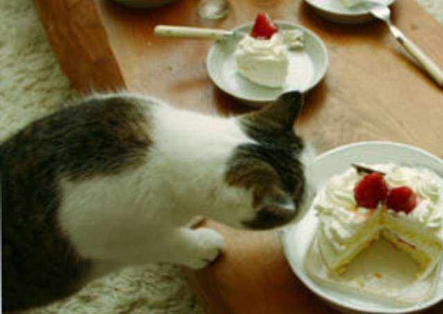 ガルちゃん猫カフェ5号店オープンしました