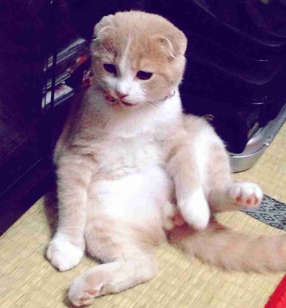 ガルちゃん猫カフェ5号店オープンしました