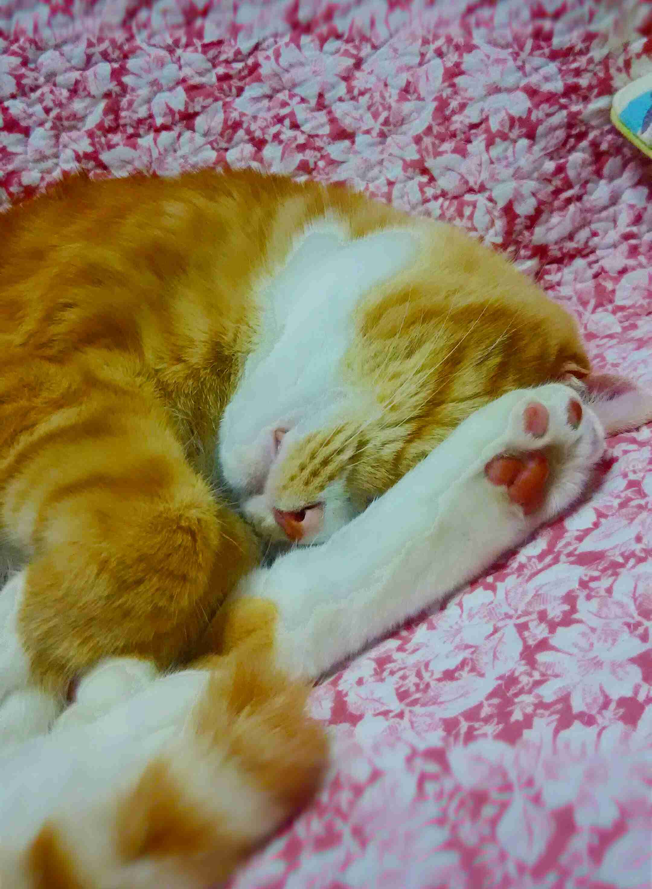 ガルちゃん猫カフェ5号店オープンしました