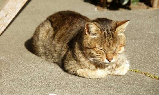 ガルちゃん猫カフェ5号店オープンしました