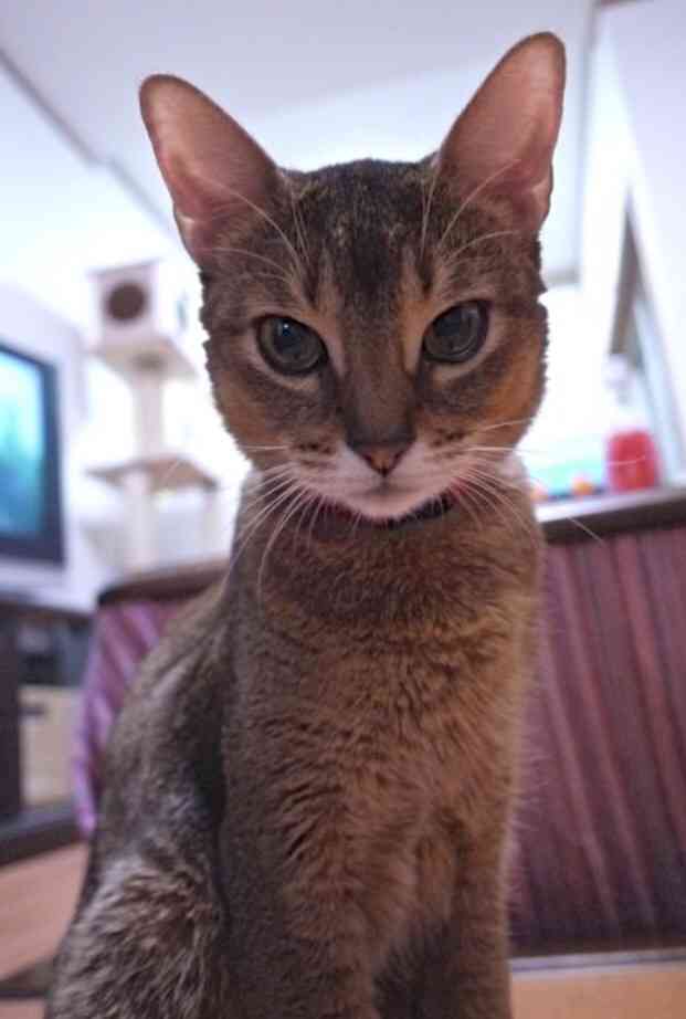 ガルちゃん猫カフェ5号店オープンしました