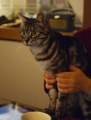ガルちゃん猫カフェ5号店オープンしました
