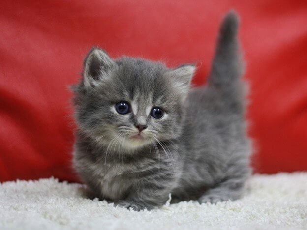 ガルちゃん猫カフェ5号店オープンしました