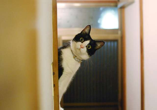ガルちゃん猫カフェ5号店オープンしました