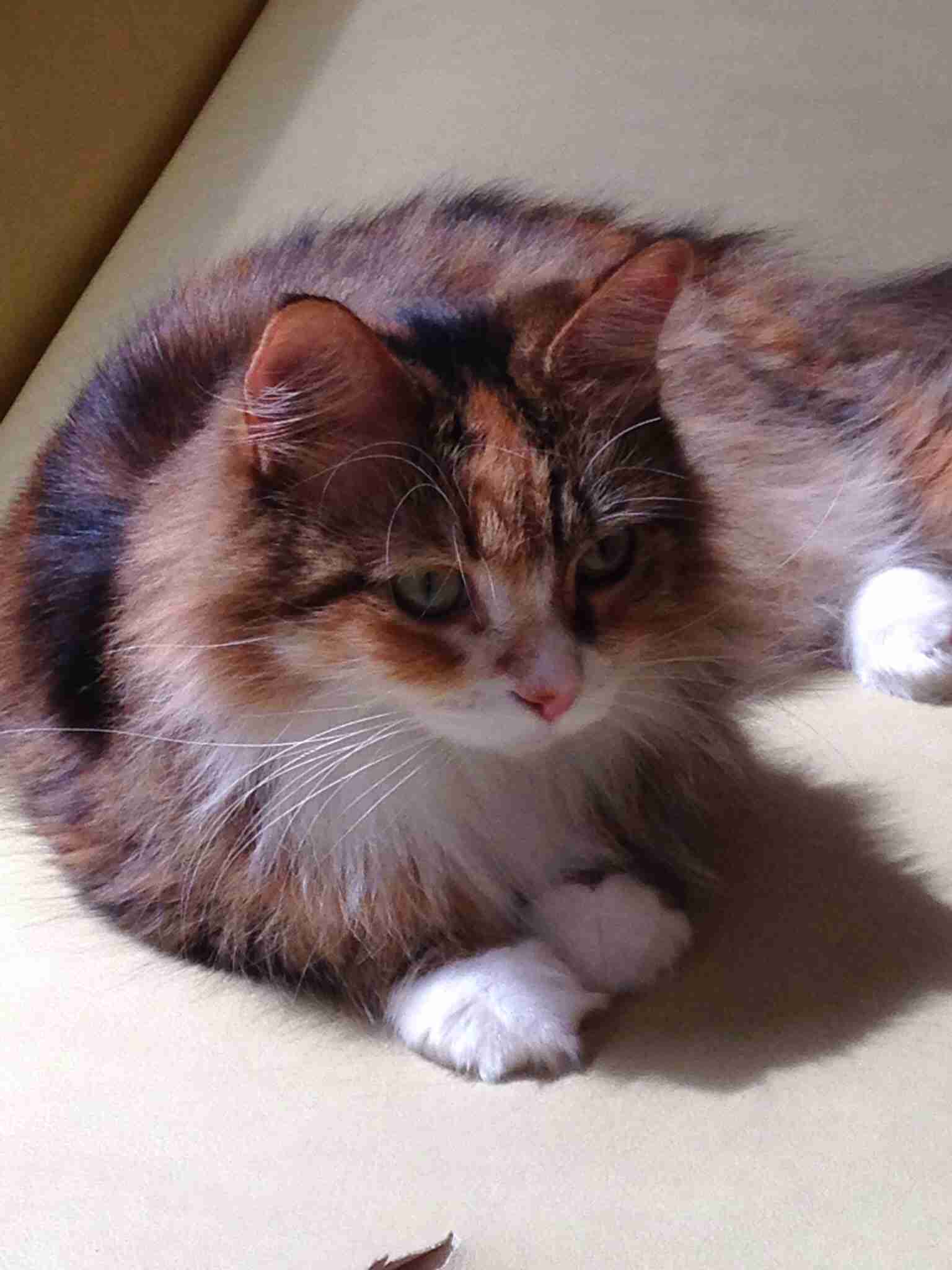 ガルちゃん猫カフェ5号店オープンしました