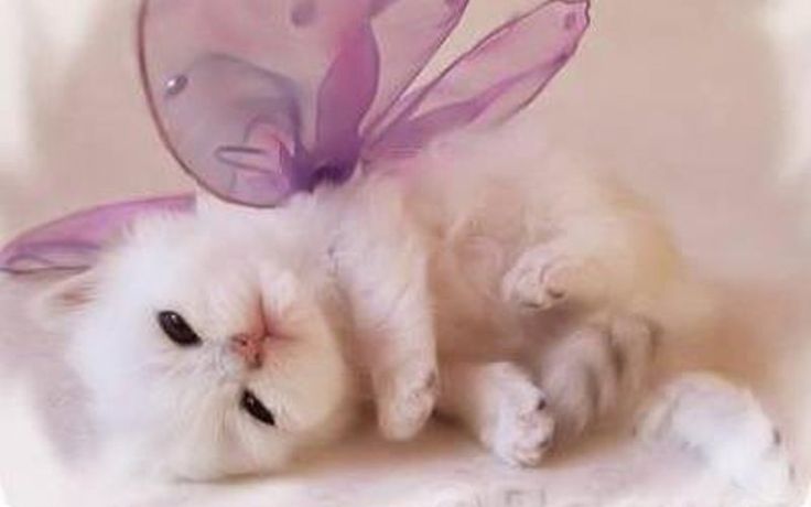 ガルちゃん猫カフェ5号店オープンしました