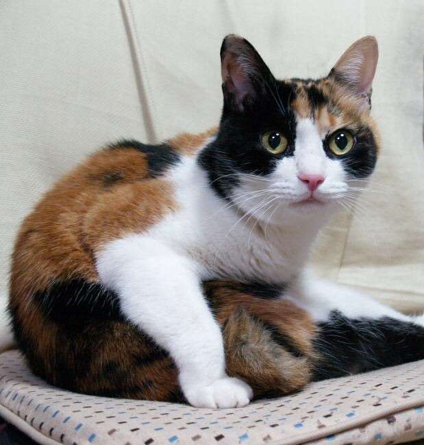 ガルちゃん猫カフェ5号店オープンしました
