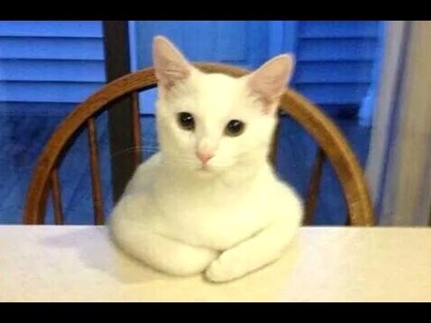 ガルちゃん猫カフェ5号店オープンしました