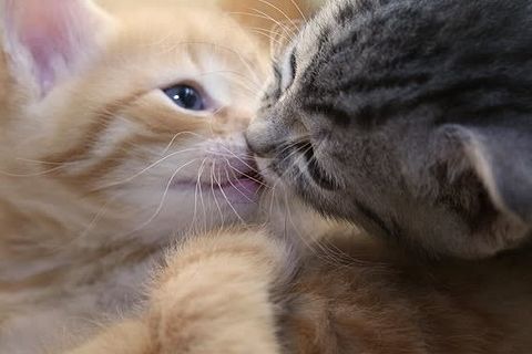 ガルちゃん猫カフェ5号店オープンしました