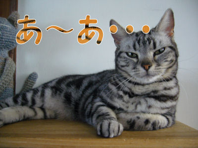 ガルちゃん猫カフェ5号店オープンしました