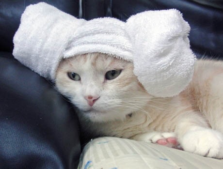 ガルちゃん猫カフェ5号店オープンしました