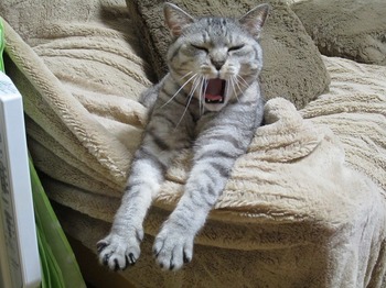 ガルちゃん猫カフェ5号店オープンしました