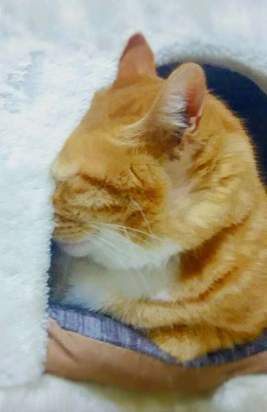 ガルちゃん猫カフェ5号店オープンしました