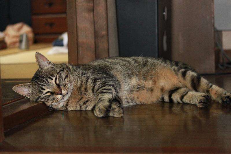 ガルちゃん猫カフェ5号店オープンしました