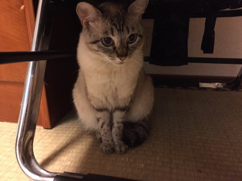 ガルちゃん猫カフェ5号店オープンしました
