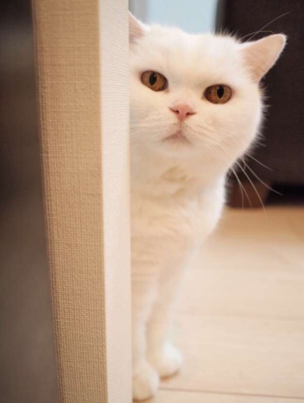 ガルちゃん猫カフェ5号店オープンしました
