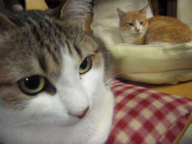 ガルちゃん猫カフェ5号店オープンしました