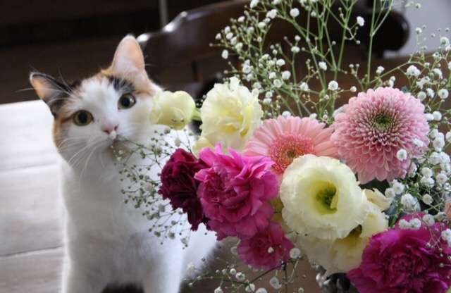 ガルちゃん猫カフェ5号店オープンしました