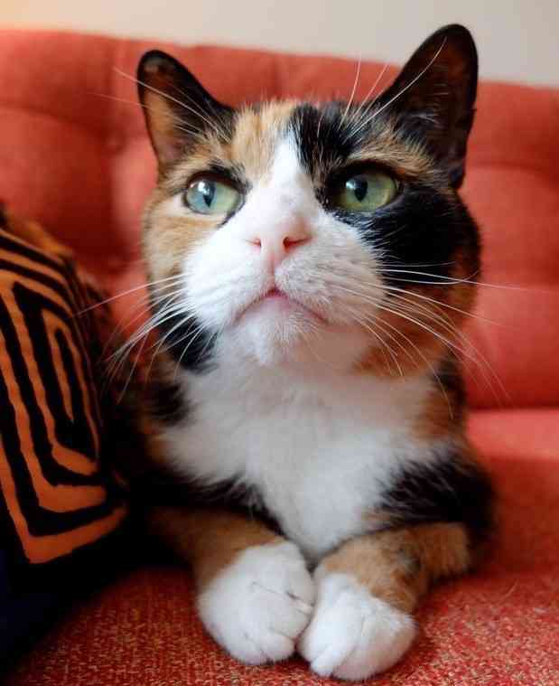 ガルちゃん猫カフェ5号店オープンしました