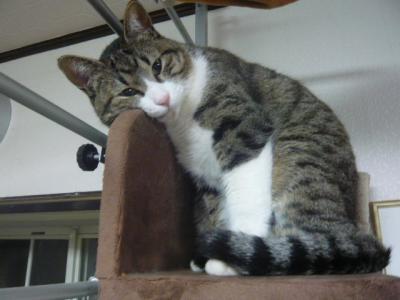 ガルちゃん猫カフェ5号店オープンしました