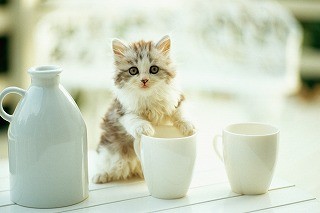 ガルちゃん猫カフェ5号店オープンしました
