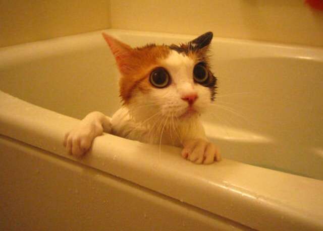 ガルちゃん猫カフェ5号店オープンしました