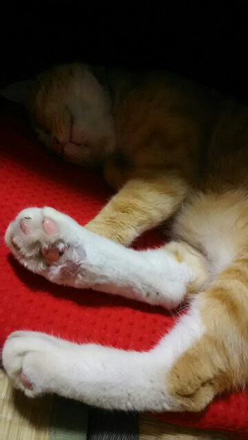 ガルちゃん猫カフェ5号店オープンしました