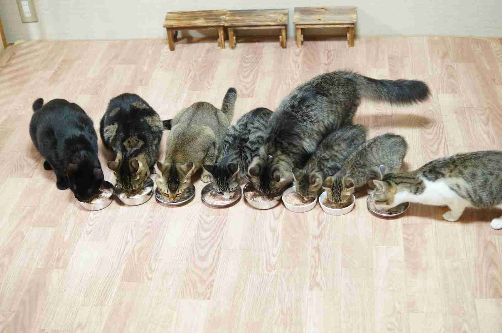 ガルちゃん猫カフェ5号店オープンしました