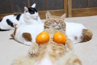 ガルちゃん猫カフェ5号店オープンしました