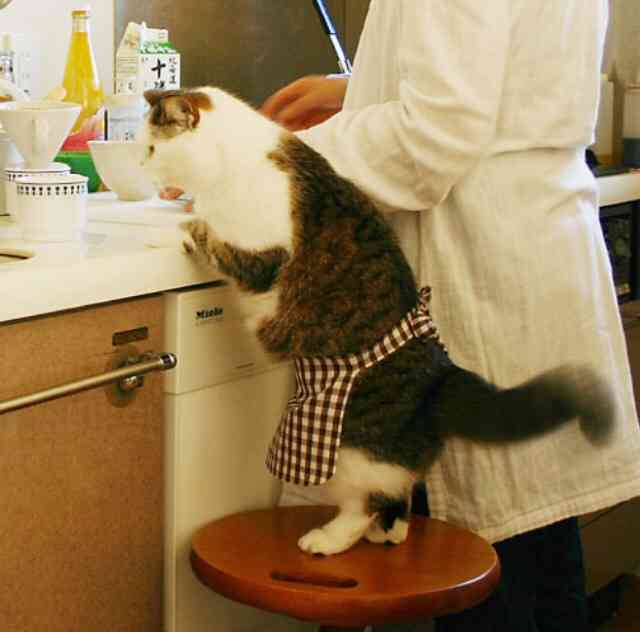ガルちゃん猫カフェ5号店オープンしました