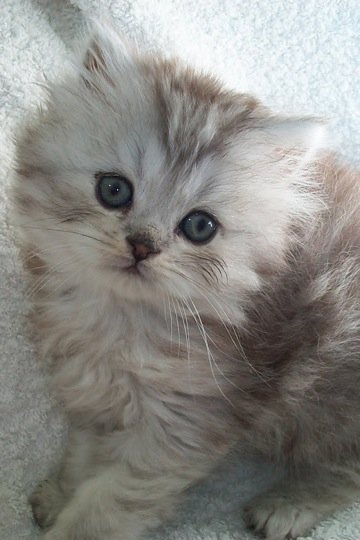ガルちゃん猫カフェ5号店オープンしました