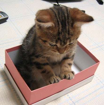 ガルちゃん猫カフェ5号店オープンしました