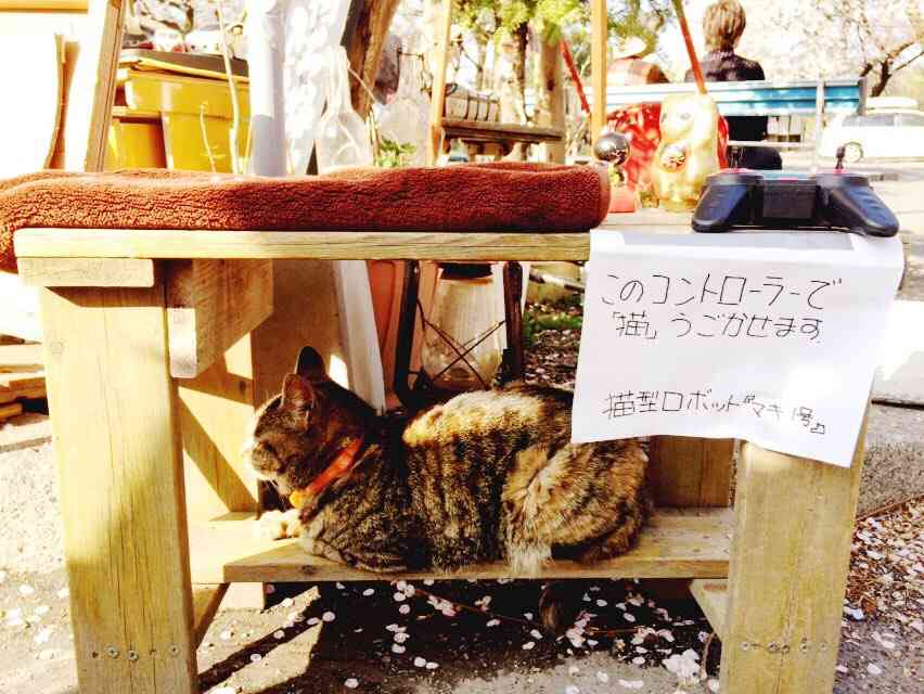 ガルちゃん猫カフェ5号店オープンしました