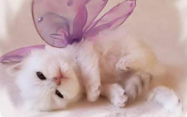 ガルちゃん猫カフェ5号店オープンしました
