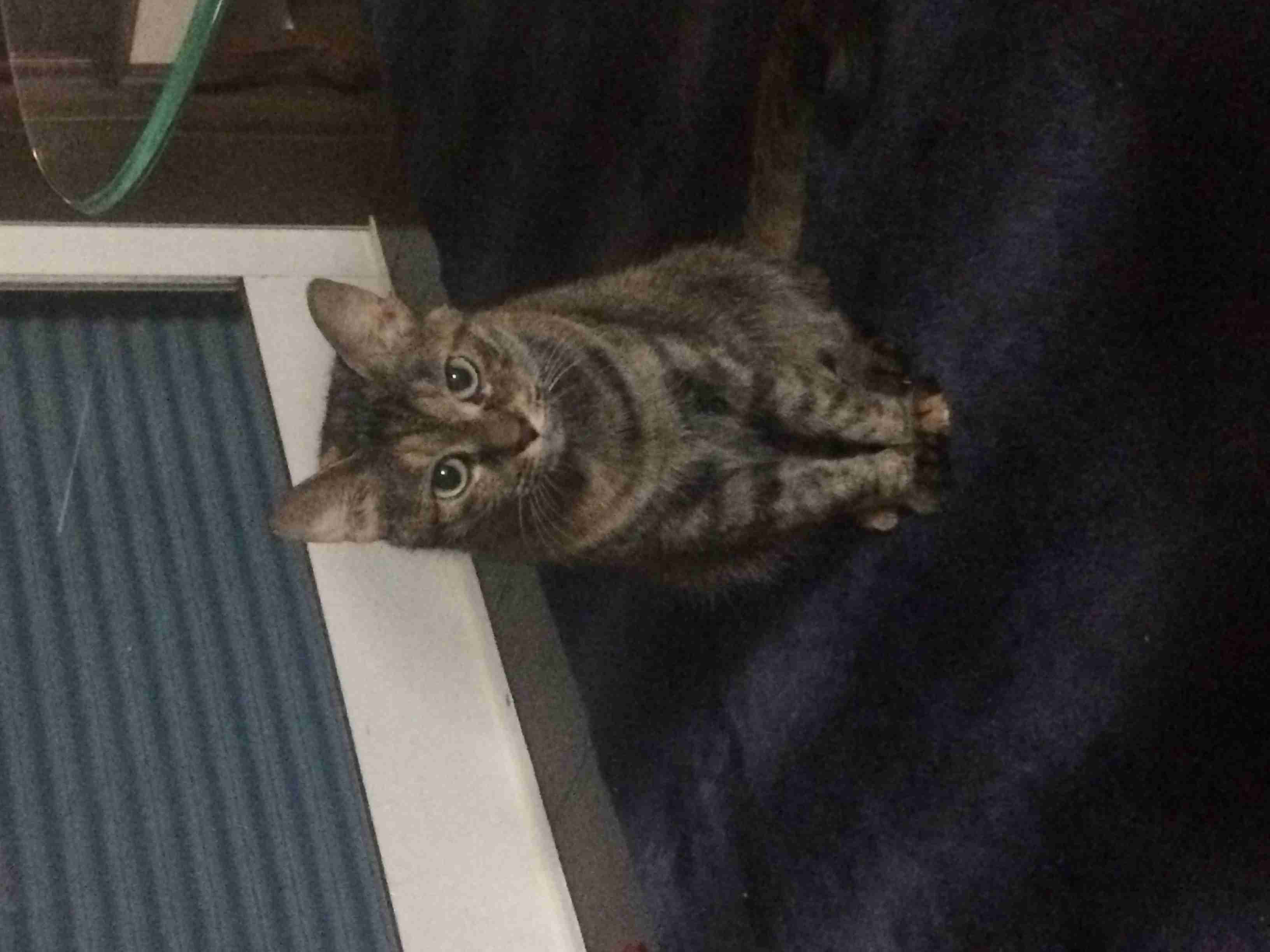 ガルちゃん猫カフェ5号店オープンしました