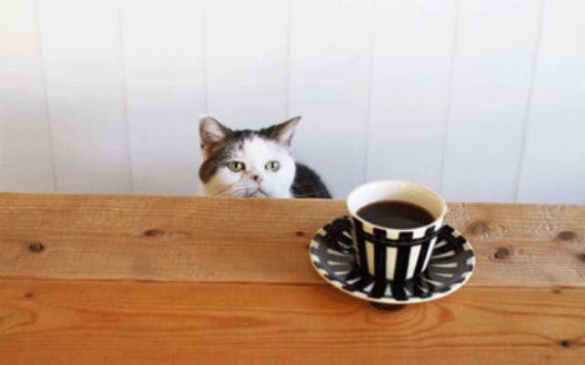 ガルちゃん猫カフェ5号店オープンしました