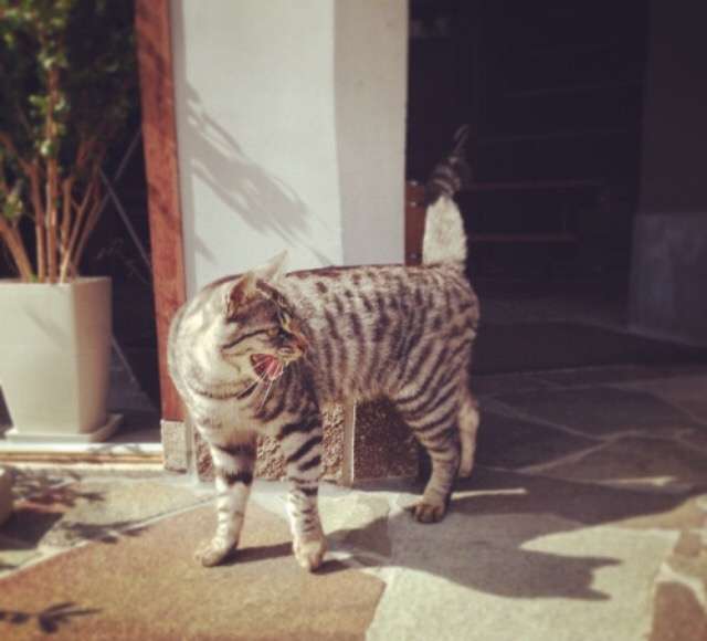 ガルちゃん猫カフェ5号店オープンしました