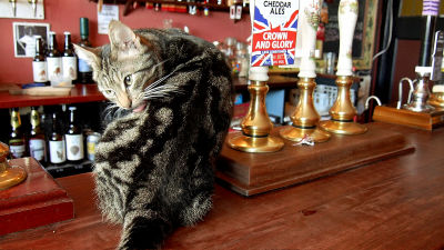 ガルちゃん猫カフェ5号店オープンしました