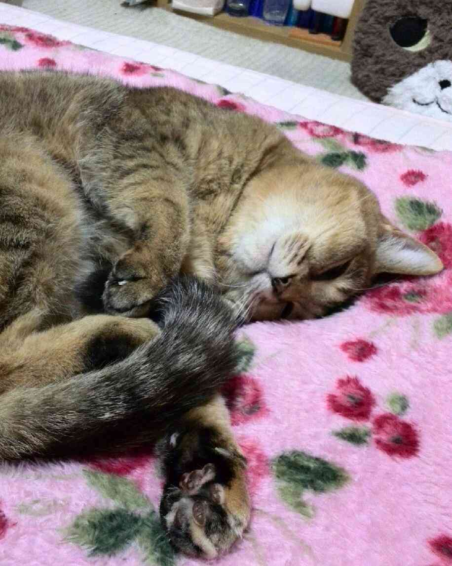 ガルちゃん猫カフェ5号店オープンしました
