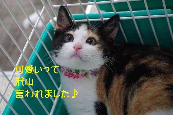 ガルちゃん猫カフェ5号店オープンしました