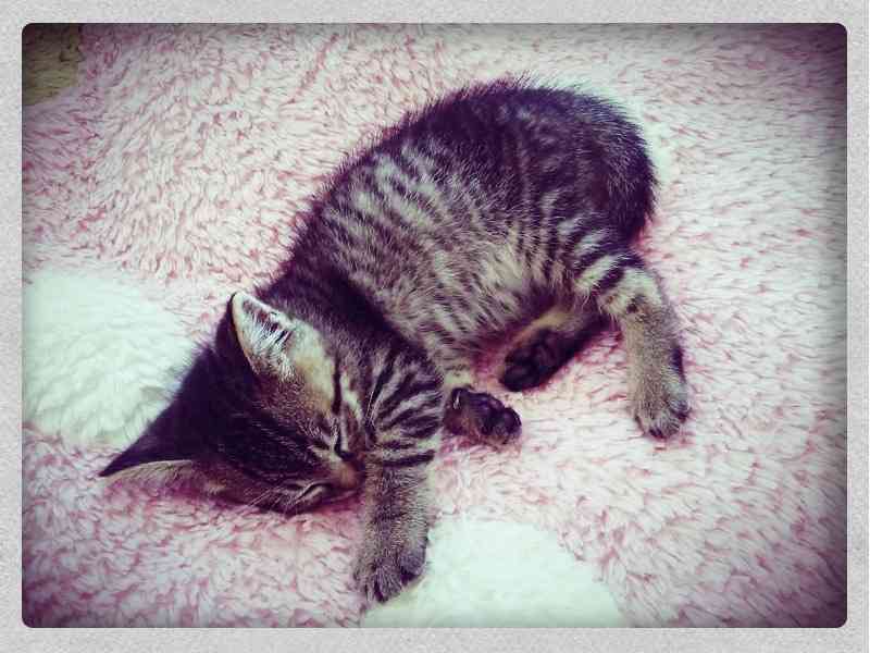 ガルちゃん猫カフェ5号店オープンしました