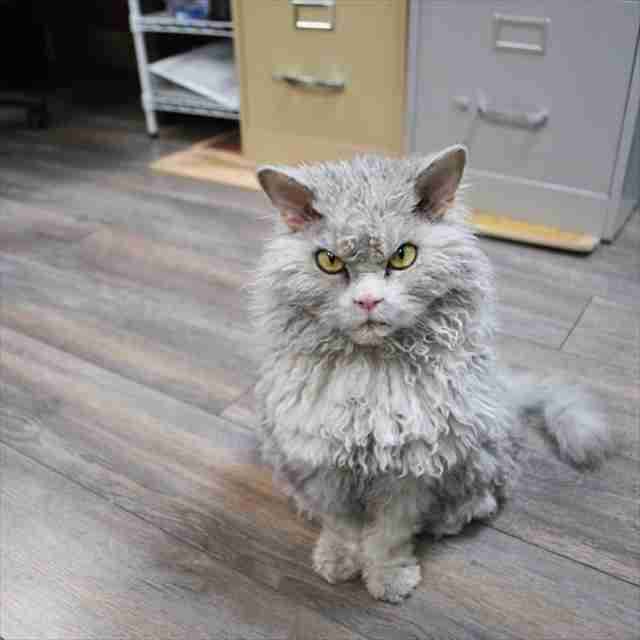 ガルちゃん猫カフェ5号店オープンしました