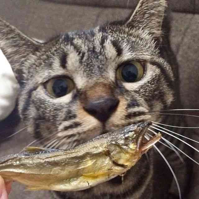 ガルちゃん猫カフェ5号店オープンしました